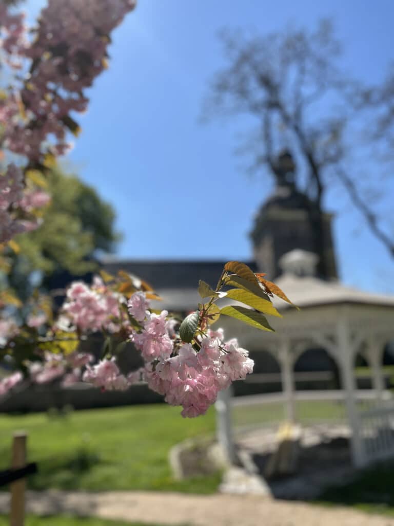 Nahaufnahme von rosa Kirschblüten im Fokus, mit einem weißen Pavillon und einem unscharfen historischen Gebäude im Hintergrund an einem sonnigen Tag - perfekt für genussvolle event gastronomie oder veranstaltungen im Kyffhäuserkreis